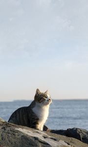 Preview wallpaper cat, sea, sky, rocks, sit, watch