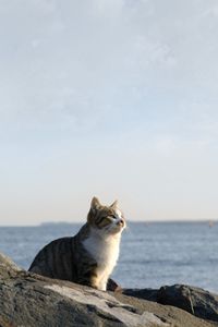 Preview wallpaper cat, sea, sky, rocks, sit, watch