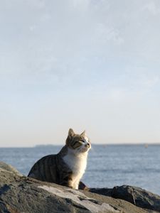 Preview wallpaper cat, sea, sky, rocks, sit, watch