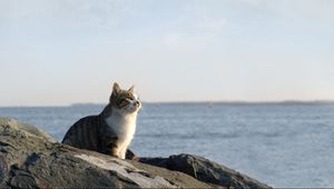 Preview wallpaper cat, sea, sky, rocks, sit, watch