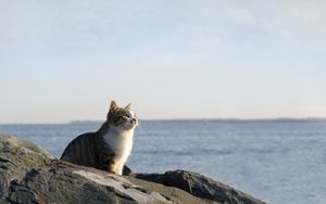 Preview wallpaper cat, sea, sky, rocks, sit, watch