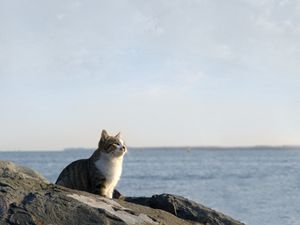 Preview wallpaper cat, sea, sky, rocks, sit, watch