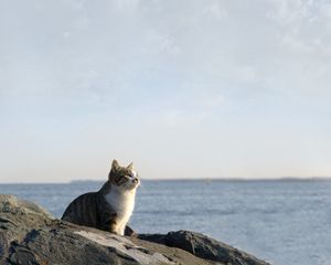 Preview wallpaper cat, sea, sky, rocks, sit, watch