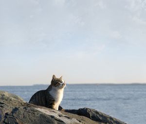 Preview wallpaper cat, sea, sky, rocks, sit, watch