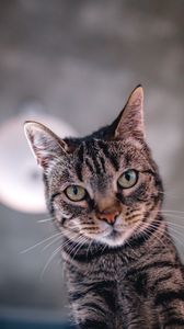 Preview wallpaper cat, selfie, muzzle, view