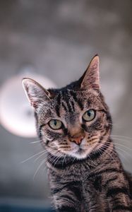 Preview wallpaper cat, selfie, muzzle, view