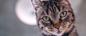 Preview wallpaper cat, selfie, muzzle, view