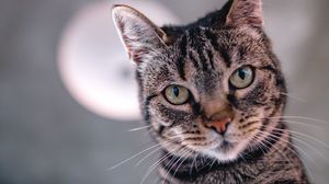 Preview wallpaper cat, selfie, muzzle, view