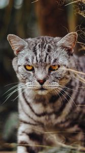 Preview wallpaper cat, serious, angry, sight
