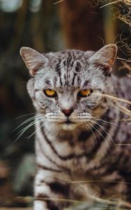 Preview wallpaper cat, serious, angry, sight