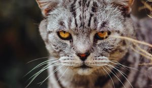 Preview wallpaper cat, serious, angry, sight