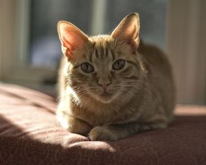 Preview wallpaper cat, shadow, face, feet, lying