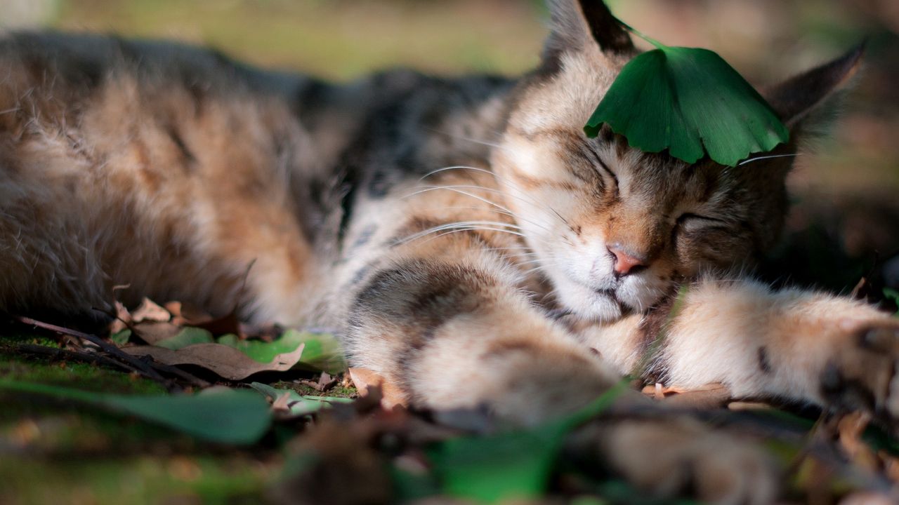 Wallpaper cat, shadow, grass, sleeping, leaves