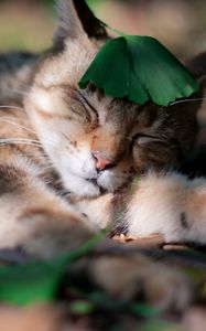 Preview wallpaper cat, shadow, grass, sleeping, leaves