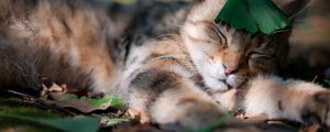 Preview wallpaper cat, shadow, grass, sleeping, leaves