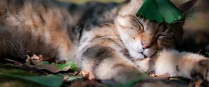 Preview wallpaper cat, shadow, grass, sleeping, leaves