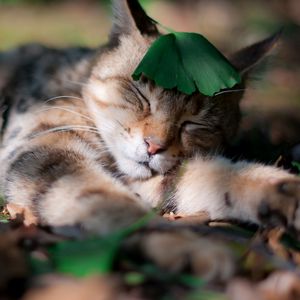 Preview wallpaper cat, shadow, grass, sleeping, leaves