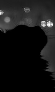 Preview wallpaper cat, shadow, highlights, features, black white