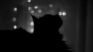 Preview wallpaper cat, shadow, highlights, features, black white