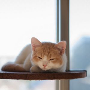 Preview wallpaper cat, shelf, lie, look