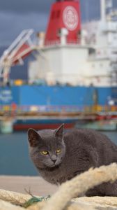 Preview wallpaper cat, ship, sit, sea