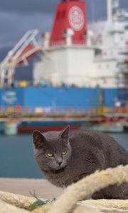 Preview wallpaper cat, ship, sit, sea