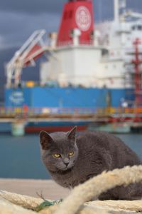 Preview wallpaper cat, ship, sit, sea