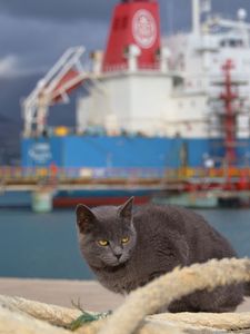 Preview wallpaper cat, ship, sit, sea