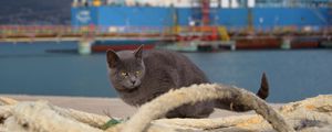 Preview wallpaper cat, ship, sit, sea