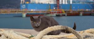 Preview wallpaper cat, ship, sit, sea