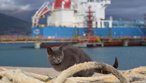 Preview wallpaper cat, ship, sit, sea