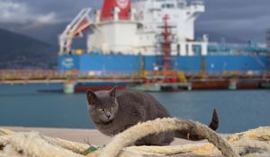 Preview wallpaper cat, ship, sit, sea