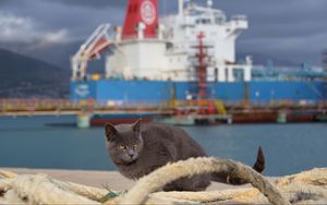 Preview wallpaper cat, ship, sit, sea