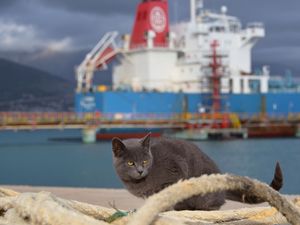 Preview wallpaper cat, ship, sit, sea