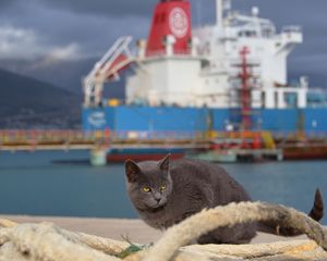 Preview wallpaper cat, ship, sit, sea