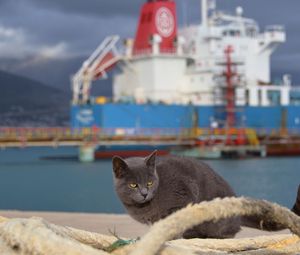 Preview wallpaper cat, ship, sit, sea