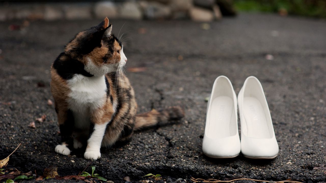 Wallpaper cat, shoes, road, spotted