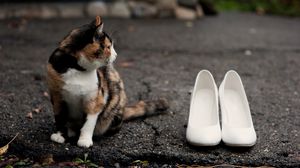 Preview wallpaper cat, shoes, road, spotted