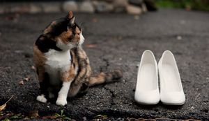 Preview wallpaper cat, shoes, road, spotted