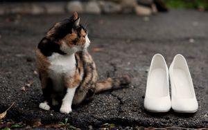Preview wallpaper cat, shoes, road, spotted