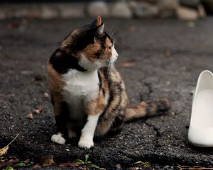 Preview wallpaper cat, shoes, road, spotted