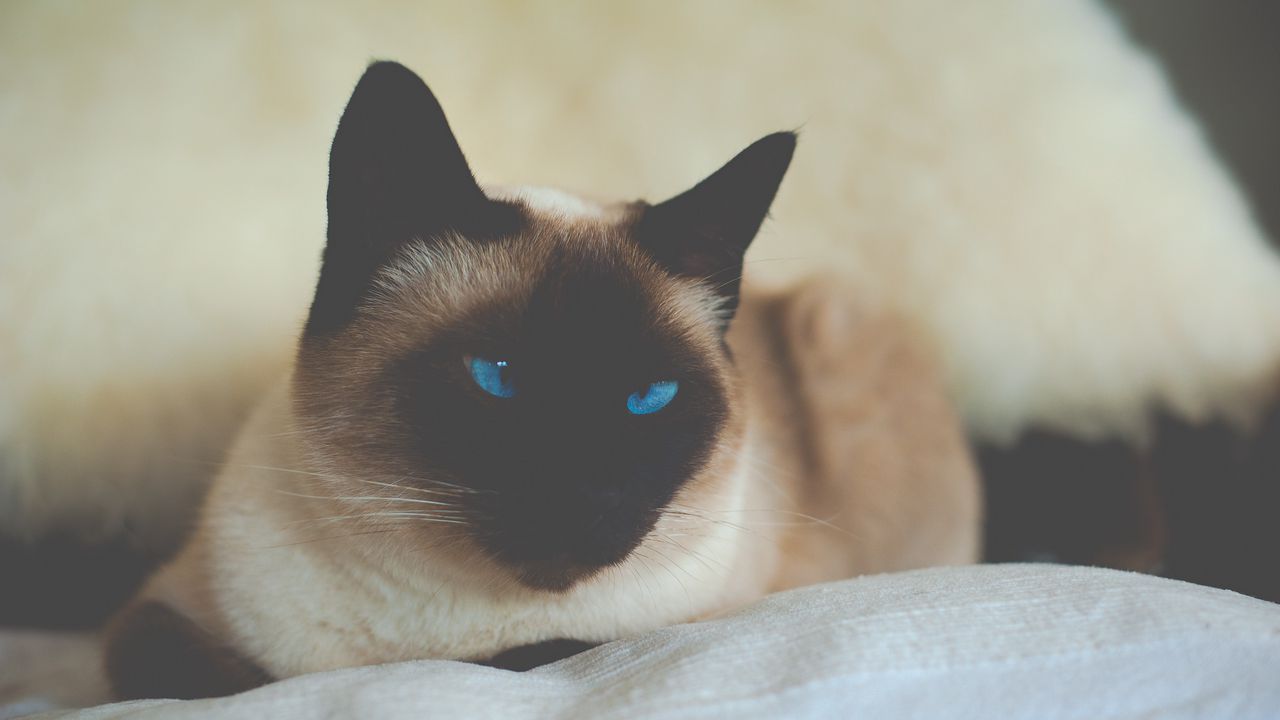 Wallpaper cat, siamese, blue-eyed