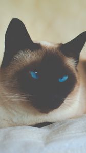 Preview wallpaper cat, siamese, blue-eyed