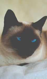 Preview wallpaper cat, siamese, blue-eyed