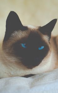 Preview wallpaper cat, siamese, blue-eyed