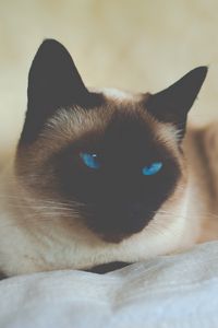 Preview wallpaper cat, siamese, blue-eyed