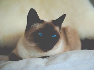 Preview wallpaper cat, siamese, blue-eyed