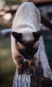 Preview wallpaper cat, siamese, claws, wood, pet