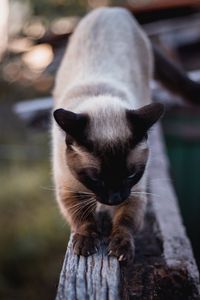 Preview wallpaper cat, siamese, claws, wood, pet