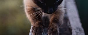 Preview wallpaper cat, siamese, claws, wood, pet